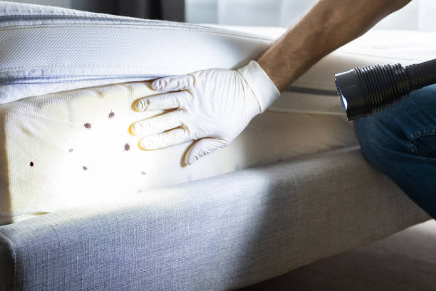 Best Pest Removal Services  in Sheridan, AR